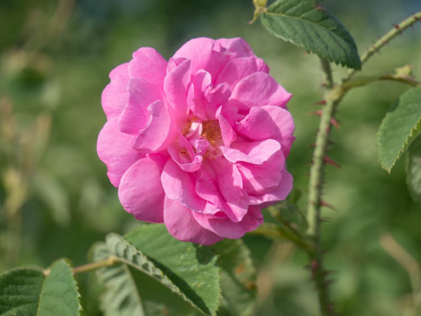 Damaszener-Rosen eignen sich für die Produktion von Rosenöl.