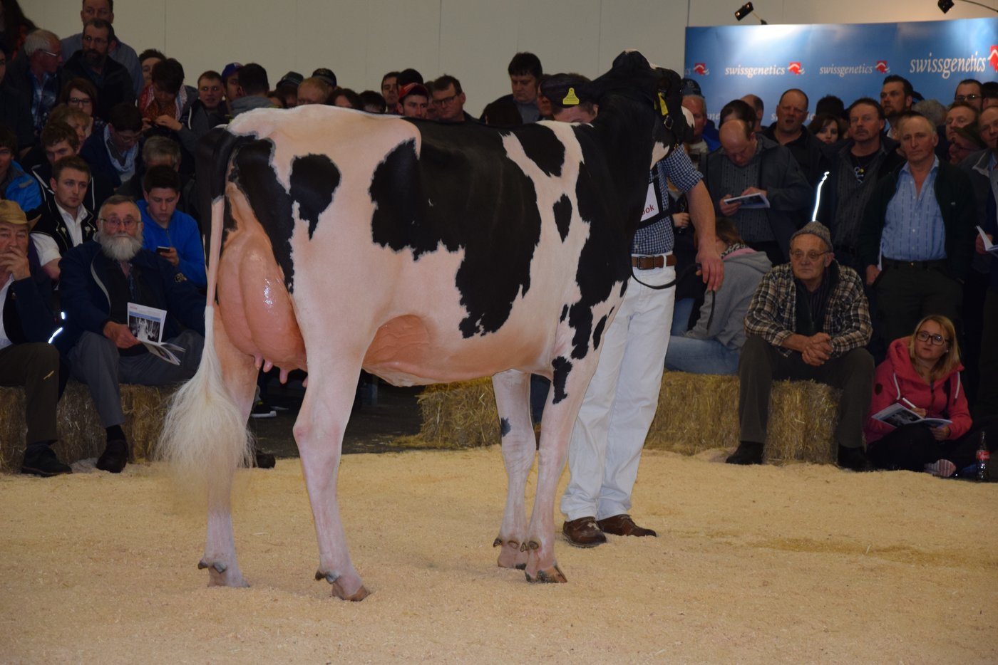 Schöneuter der jüngeren RH/HF-Kühen: Sihu O'Kaliber Genesis, Hansulrich Siegenthaler, Oberwil, i. S.