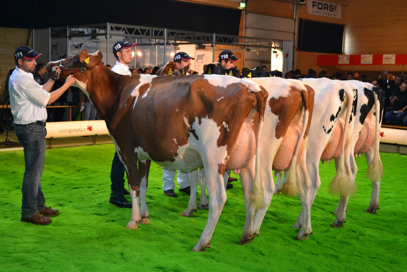 Dusk Juveno: Die Töchtergruppe von diesem Stier galt für viele Züchter als die Beste.
