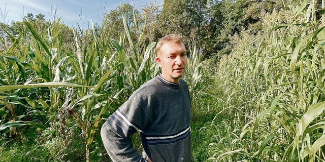 Links von Thomas Tanner ist das Feld mit dem Mais-Bohnen-Gemenge, rechts wächst Sudangras, das Tanner nach der Gerste gesät hat. 