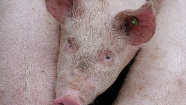Micarna und IP-Suisse wollen Tiergesundheit und die Qualität unserer Schweineproduktion langfristig sicherstellen. (Bild BauZ)