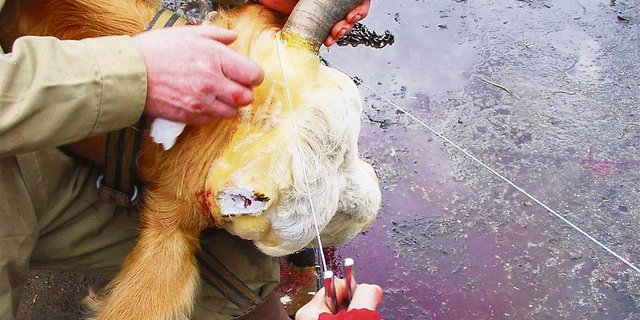 So wird eine Kuh enthornt: Das rechte Horn ist entfernt und die offene Stirnhöhle erkennbar. Das linke Horn wird mit Hilfe eines Sägedrahtes entfernt. (Bild Vet. Suisse Fakultät)