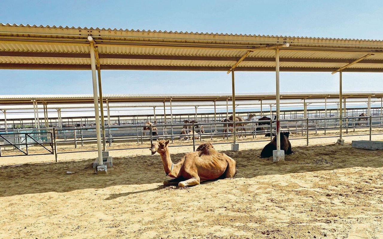 Viel Platz: Auf der Kamelfarm steht den 8500 Tieren ein 50 km2 grosses Gelände zum Umherlaufen zur Verfügung.