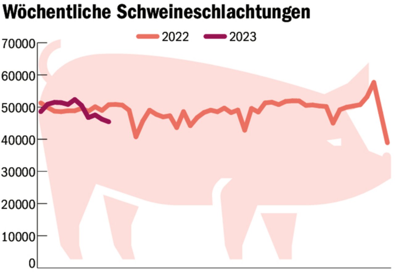 Aktuell sinken die Schlachtungen unter das Vorjahresniveau. Dennoch ist die Produktion weiter zu hoch.