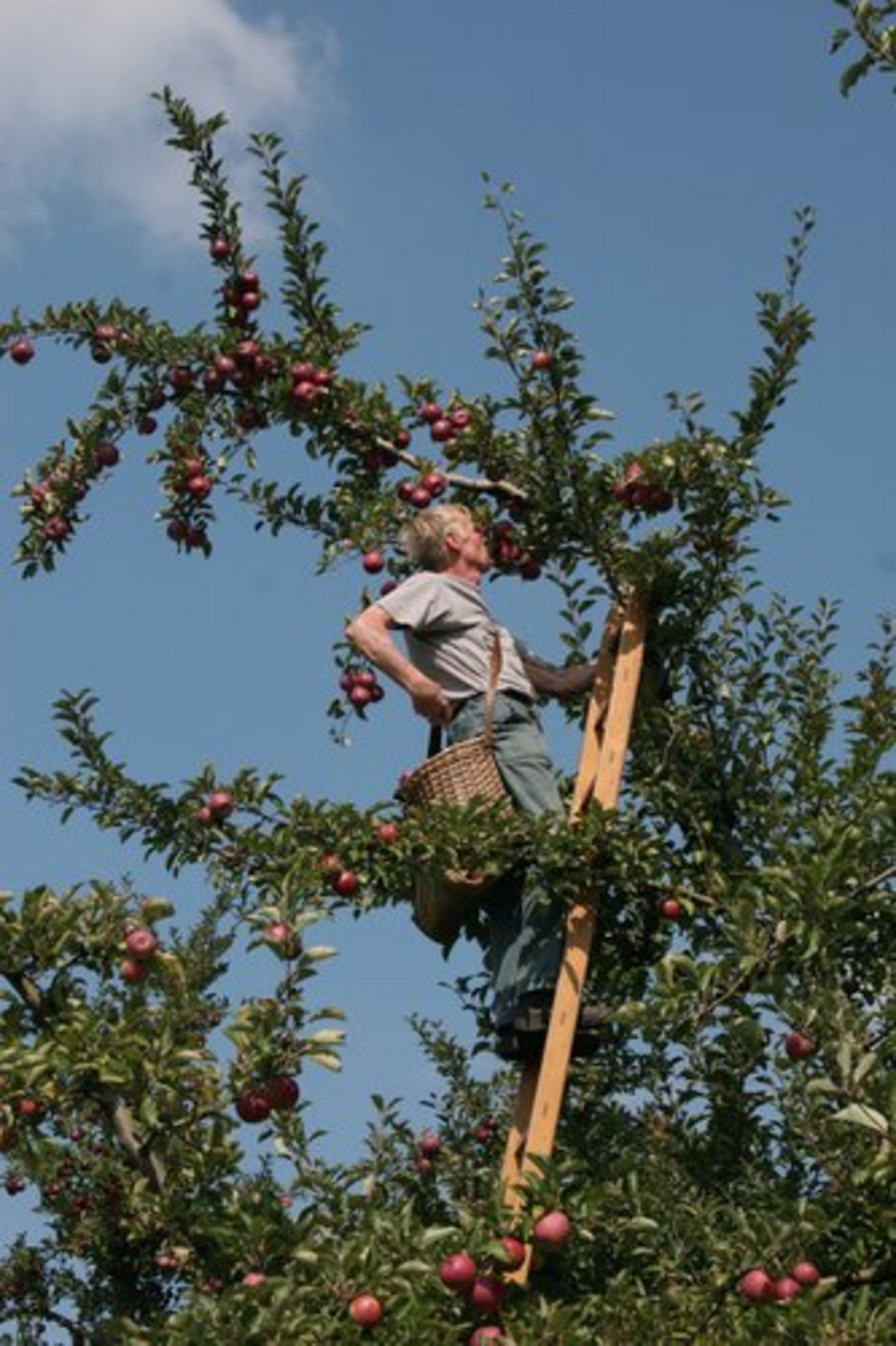 Im letzten Jahr verunfallten in Deutschland 167'090 Menschen bei landwirtschaftlichen Tätigkeiten. (Bild: Walter Leutwyler/landwirtschaft.ch)