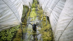 Regenwetter, nasse Böden: Von der befürchteten Trockenheit fehlt bislang jede Spur.