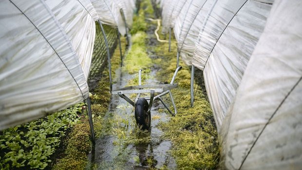 Regenwetter, nasse B Regenwetter, nasse Böden: Von der befürchteten Trockenheit fehlt bislang jede Spur.