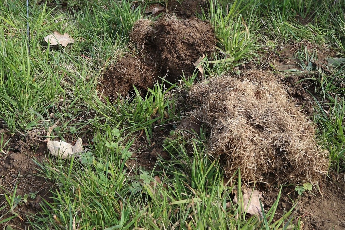 Mäuse können in der Landwirtschaft grossen Schaden verursachen. (lid)