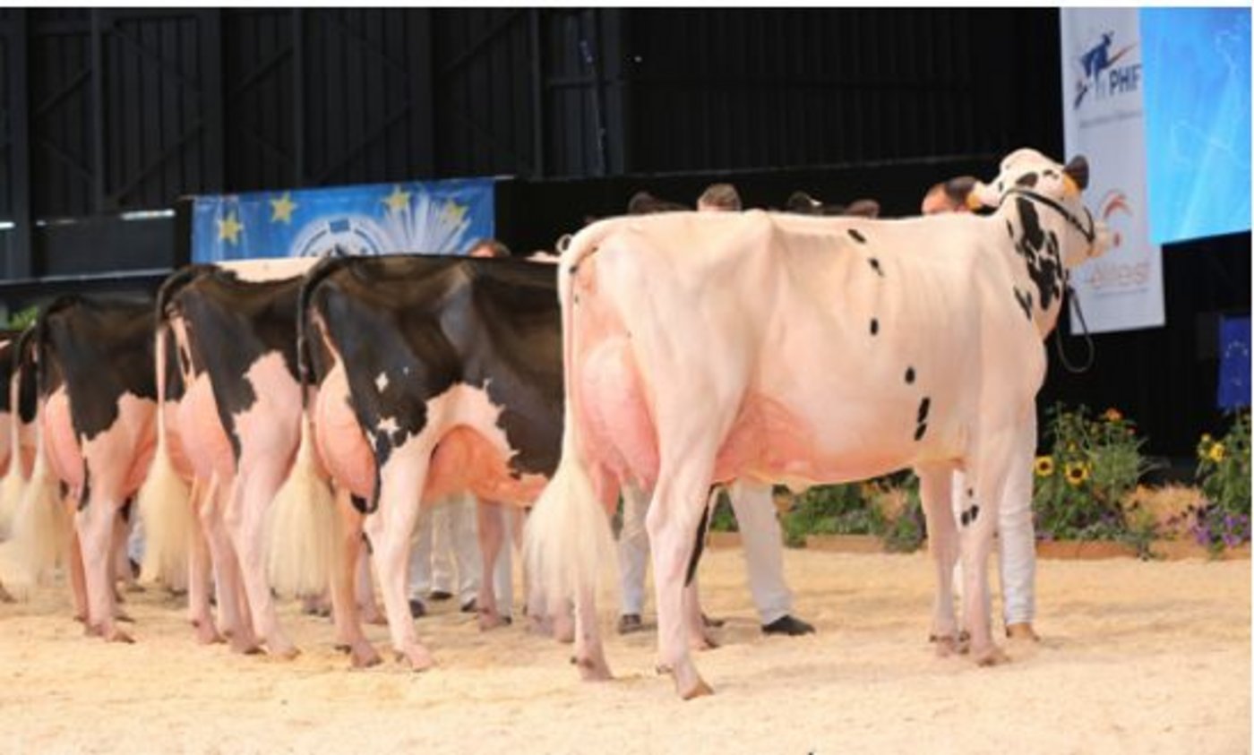 Die Kat. 5. gewinnt Dotti Stanleycup White, Errera Holstein (Italien). (Bild Cowsmopolitan)