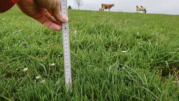 Die durchschnittliche Rasenhöhe bei einer Kurzrasenweide beträgt im Frühling 6 bis 8 cm (7–10 Herbometereinheiten).