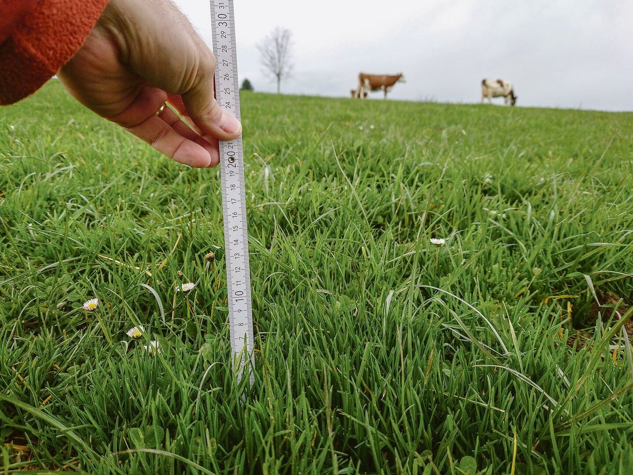 Die durchschnittliche Rasenhöhe bei einer Kurzrasenweide beträgt im Frühling 6 bis 8 cm (7–10 Herbometereinheiten).