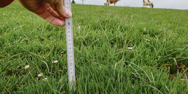 Die durchschnittliche Rasenhöhe bei einer Kurzrasenweide beträgt im Frühling 6 bis 8 cm (7–10 Herbometereinheiten).
