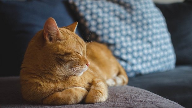 Katzen scheinen es zu wissen: Bewusster Genuss ohne schlechtes Gewissen ist einer der Schlüssel zu einem zufriedenen Leben, (Bild Daga_Roszkowska/Pixabay)