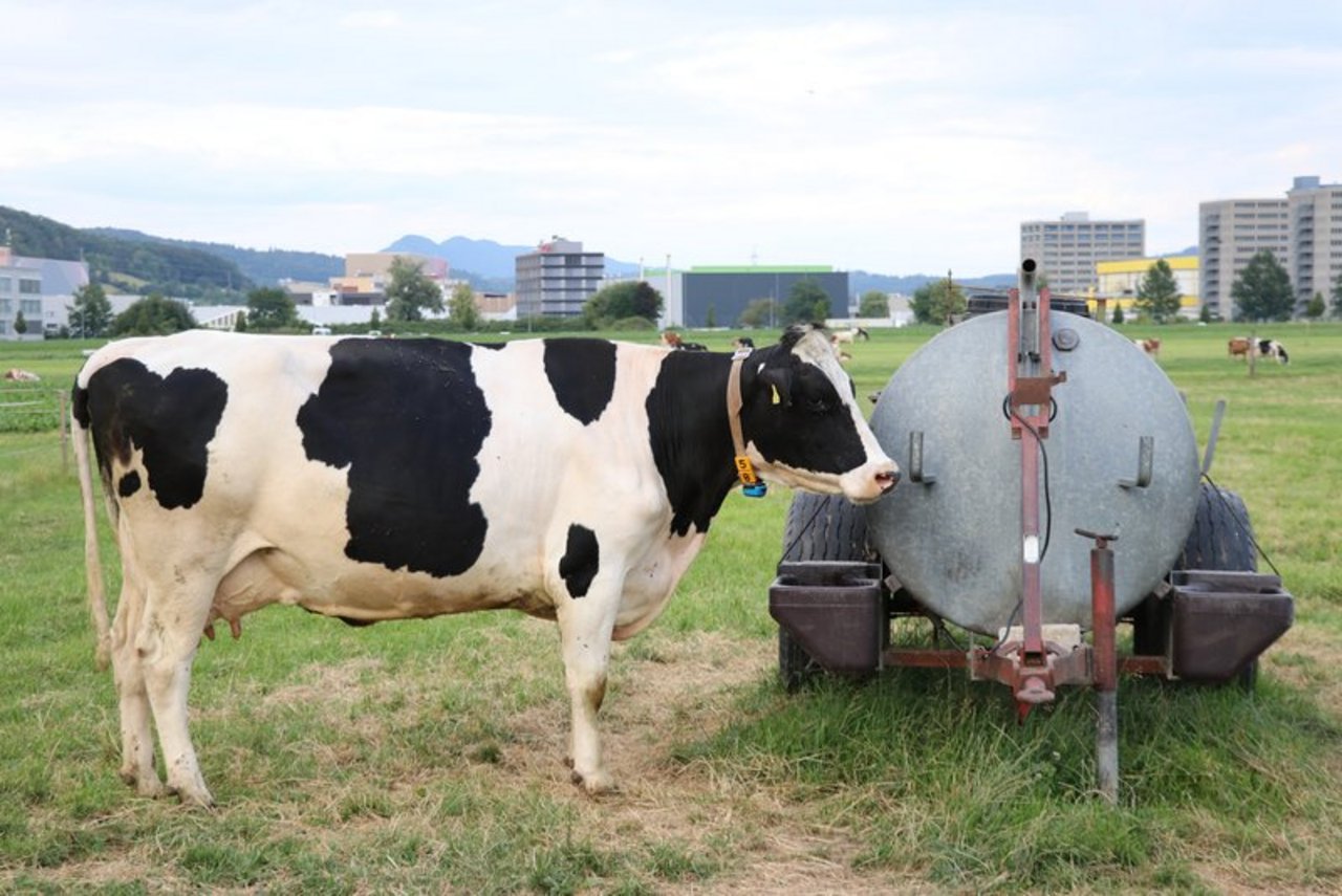 Pro Tag trinkt eine Kuh mehr als 150 Liter. (Bild Ruth Aerni)