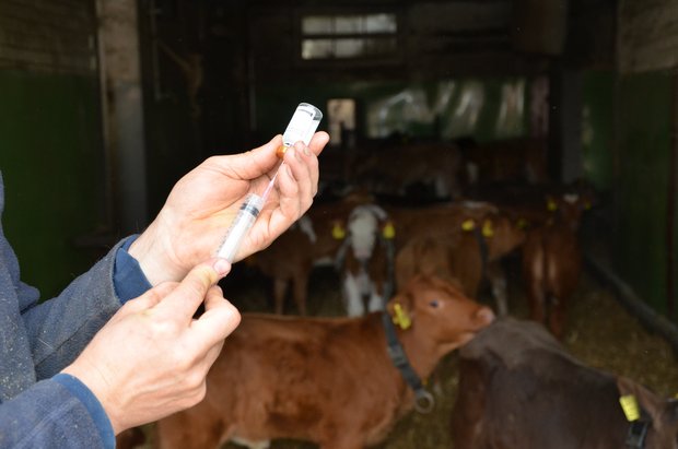 Schweizer Landwirte kauften illegal bei einem Tierarzt aus Frankreich Antibiotika ein. (Symbolbild Aline Küenzi)