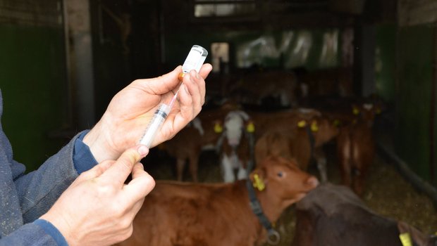 Schweizer Landwirte kauften illegal bei einem Tierarzt aus Frankreich Antibiotika ein. (Symbolbild Aline Küenzi)
