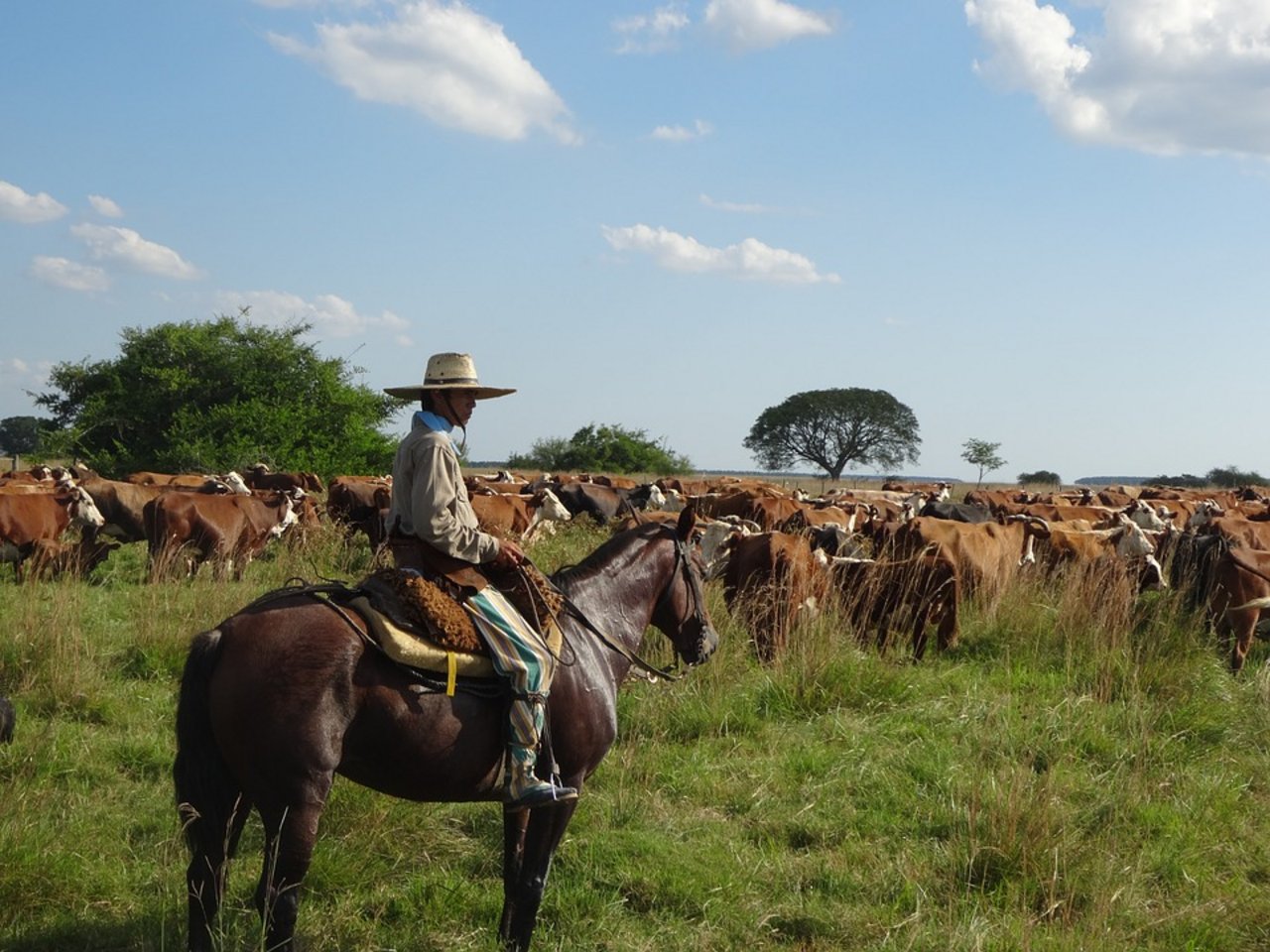 Ein Gaucho bewachte eine Rinderherde in Argentinien. (Bild Pixabay)