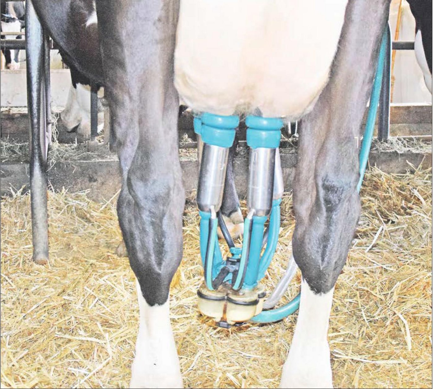 Trotz dem tiefen Milchpreis macht mir das Kühe melken noch Spass.(Bild Peter Fankhauser)