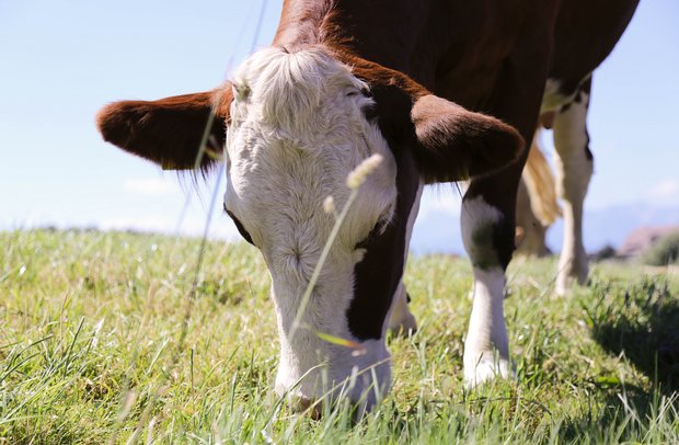 Geraten Kühe in Hitzestress, so hat das unter anderem Auswirkungen auf die Milchleistung und auf das Wohlbefinden. (Bild lid) 