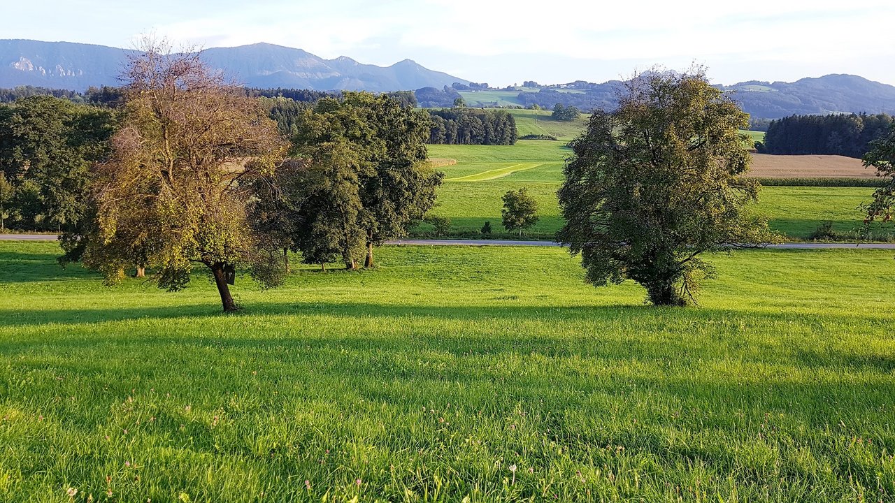 Luzerner Bauern geben weniger Bäume an, als auf ihren Höfen stehen. (BIld Pixabay)