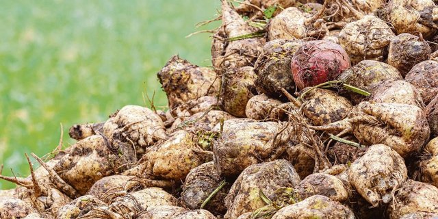 Die Schweizer Zucker AG geht davon aus, dass trotz der Nässe bis Weihnachten alle Zuckerrüben verarbeitet sind.