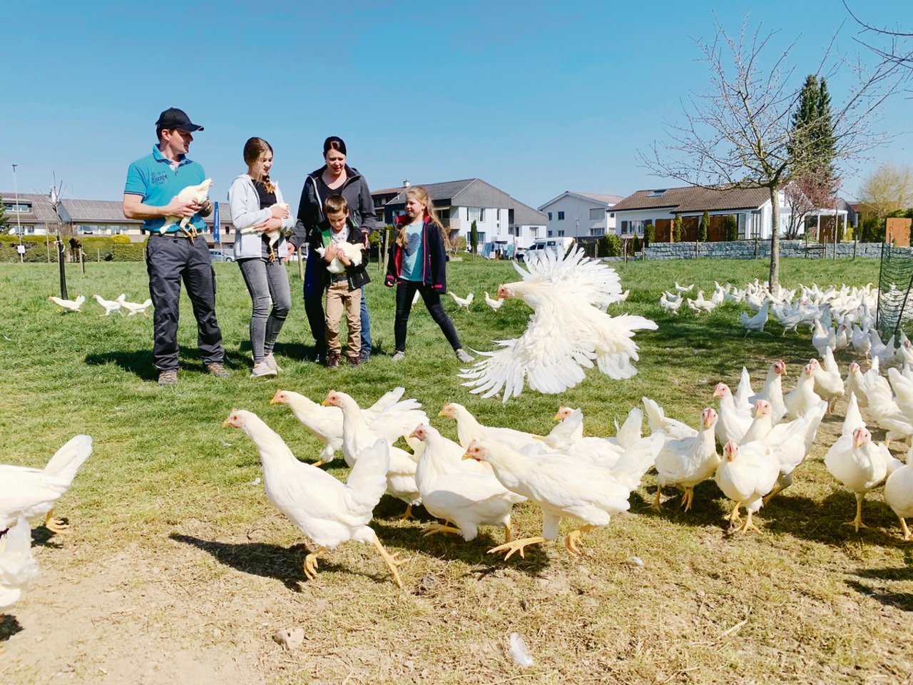 Weisse sind wilder als Braune: Stefan und Andrea Künzli mit den Kindern Sarina, Lara und Tim in der Weide mit den 17 Wochen alten Hühnern. (Bilder Josef Scherer)