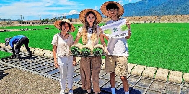 Die traditionellen Kegelhüte spenden Schatten bei der Arbeit im Reisfeld. Reis wird zweimal jährlich gepflanzt. 