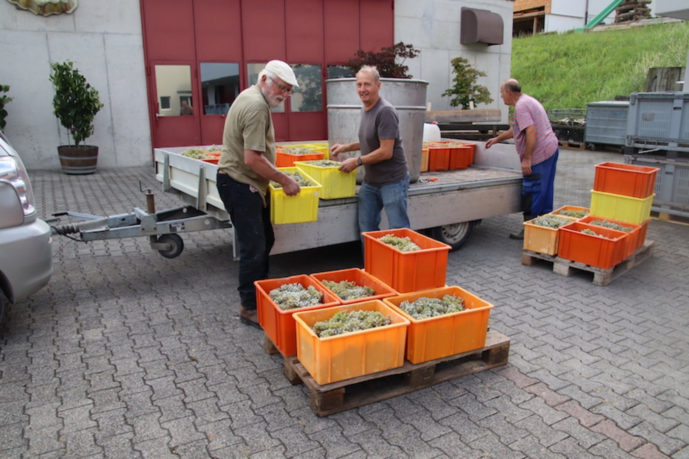 Fredi Saxer (Mitte) freut sich über die Güte und Qualität der gelesenen Solaristrauben. (Bild RoMü)