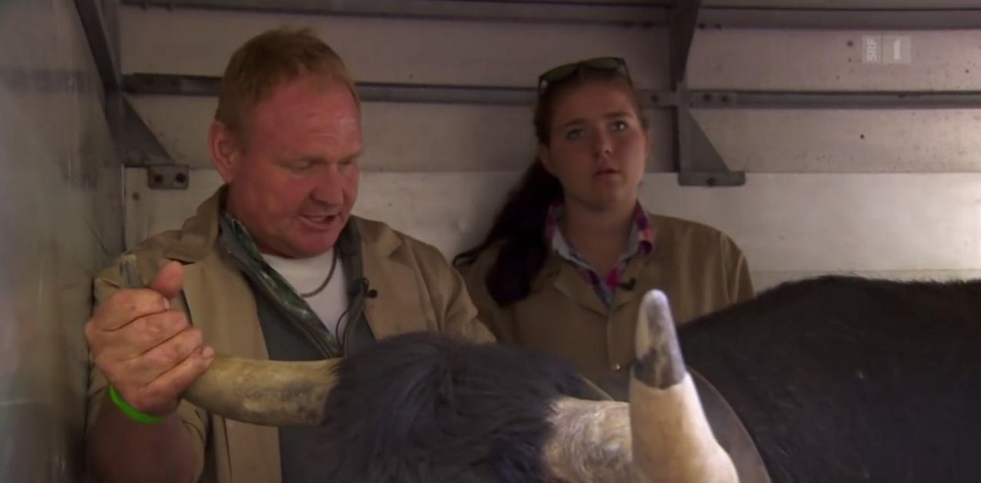 Natalja bekam ihre Kampfkuh Cascada von ihrem Vater als Kalb zur Belohnung dafür, dass sie mit Rauchen aufgehört hat. (Bild Screenshot Youtube)