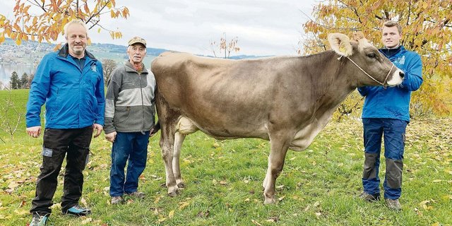 Betriebsleiter Albert, Vater Sepp und Sohn Kilian Gössi mit der dreijährigen Kuh Sina (V: Salomon). Sie wird an der Lucerne Expo gezeigt, war schon Abteilungssiegerin an der Herbstschau in Weggis und ist mit 84 Punkten linear beurteilt. 