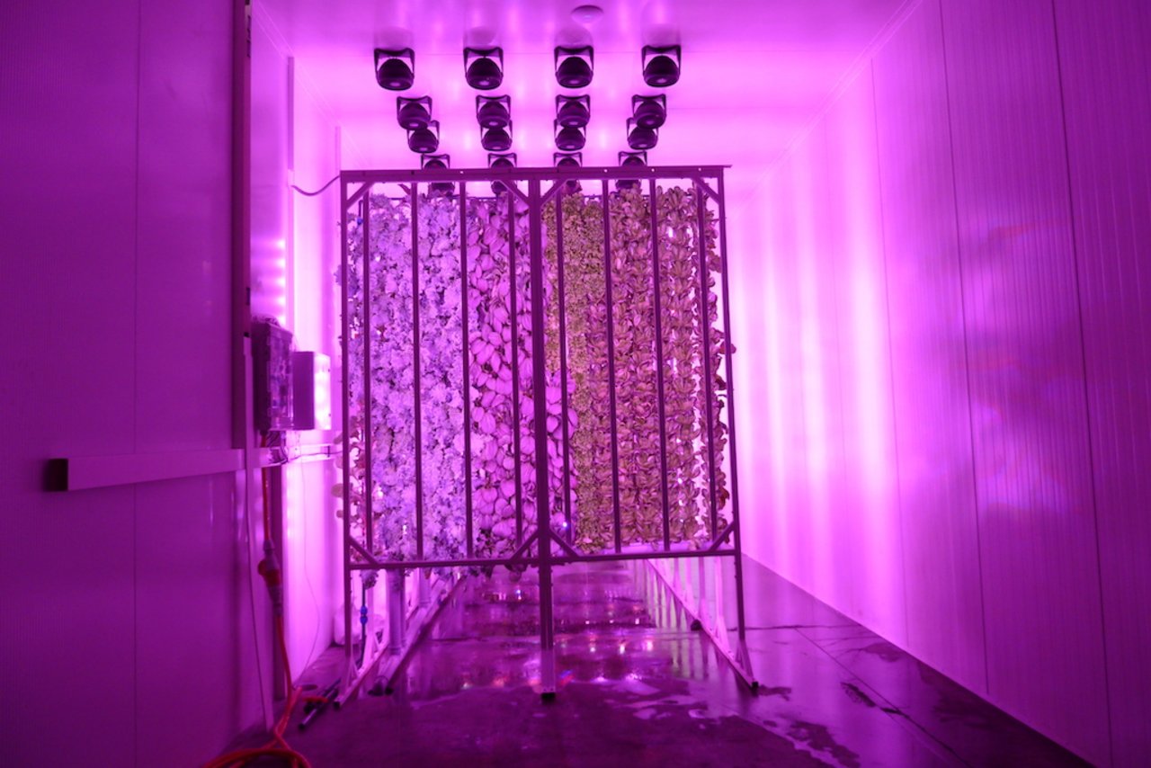In «Towers», also vertikalen Hydrokultur-Balken, reift das Blattgemüse für die Migros Dreispitz unter violettem LED-Licht. (Bild jsc)