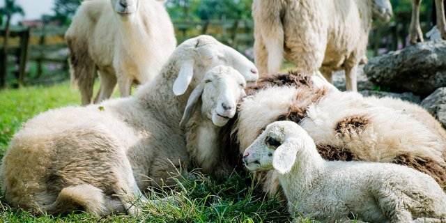 Die Identitas AG zeigt sich erfreut über die vielen korrekten Registrierungen. (Bild pixabay)