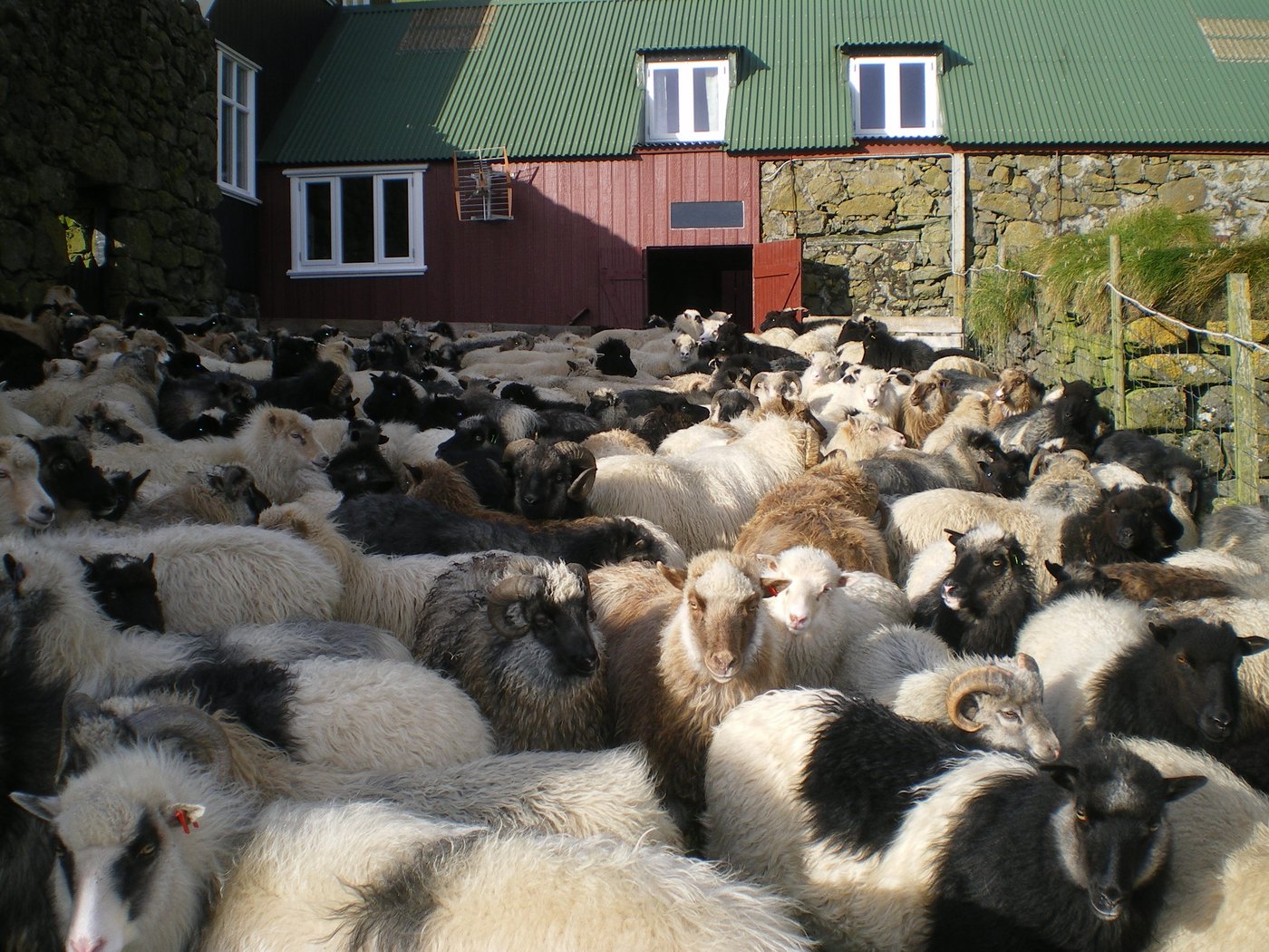 Die Färöer-Insel Stóra Dímun: Ein Paradies für Schafe.