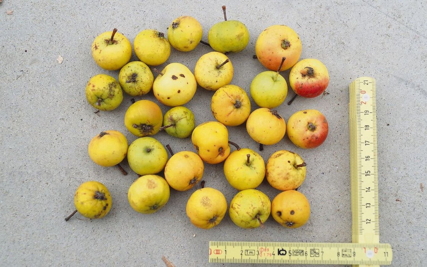 Wildäpfel sind klein und enthalten viel Gerbstoff. Mäuse, Rehe und Hasen fressen sie gerne.