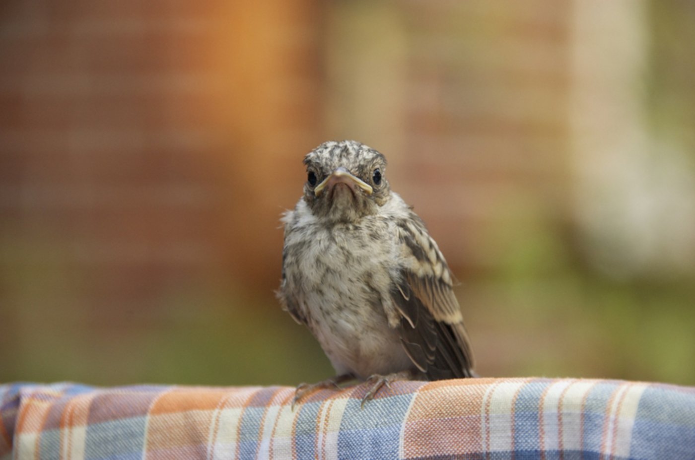Die Jungvögel sind meist nur scheinbar verlassen. (Bild pd)