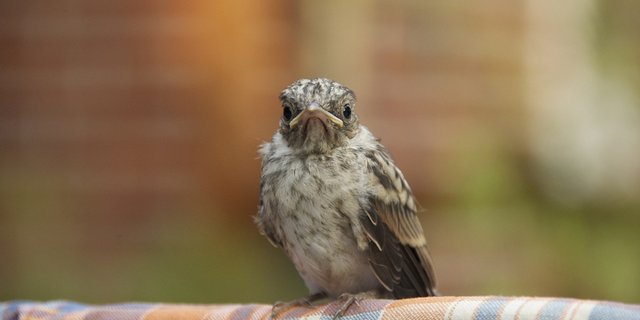 Die Jungvögel sind meist nur scheinbar verlassen. (Bild pd)