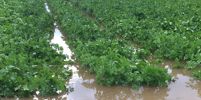 Mancherorts (hier im Kanton Bern) standen ganze Kartoffeläcker unter Wasser. (Bild jsc)