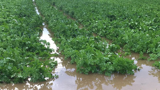 Mancherorts (hier im Kanton Bern) standen ganze Kartoffeläcker unter Wasser. (Bild jsc)