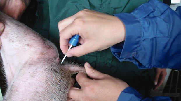 Eine Hand hält den Schwanz des Schweins fest, die andere Hand sticht mit einer Nadel in die Schwanzwurzel.