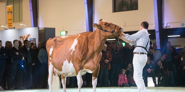 Die Swiss Red Night feiert im Herbst 2021 das 10-jährige Jubiläum. (Bild Bauernzeitung)