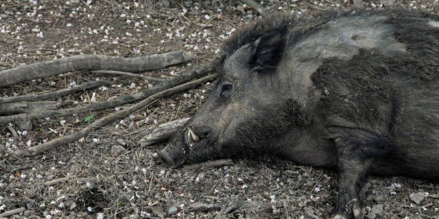 Die ASP wird von Wildschweinen übertragen und endet für Schweine normalerweise tödlich. In Deutschland wird daher intensiv nach Wildschweinkadavern gesucht. (Symbolbild Pixabay)