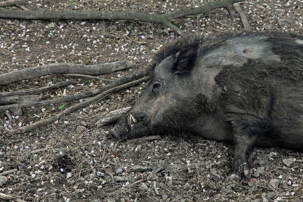 Die ASP wird von Wildschweinen übertragen und endet für Schweine normalerweise tödlich. In Deutschland wird daher intensiv nach Wildschweinkadavern gesucht. (Symbolbild Pixabay)