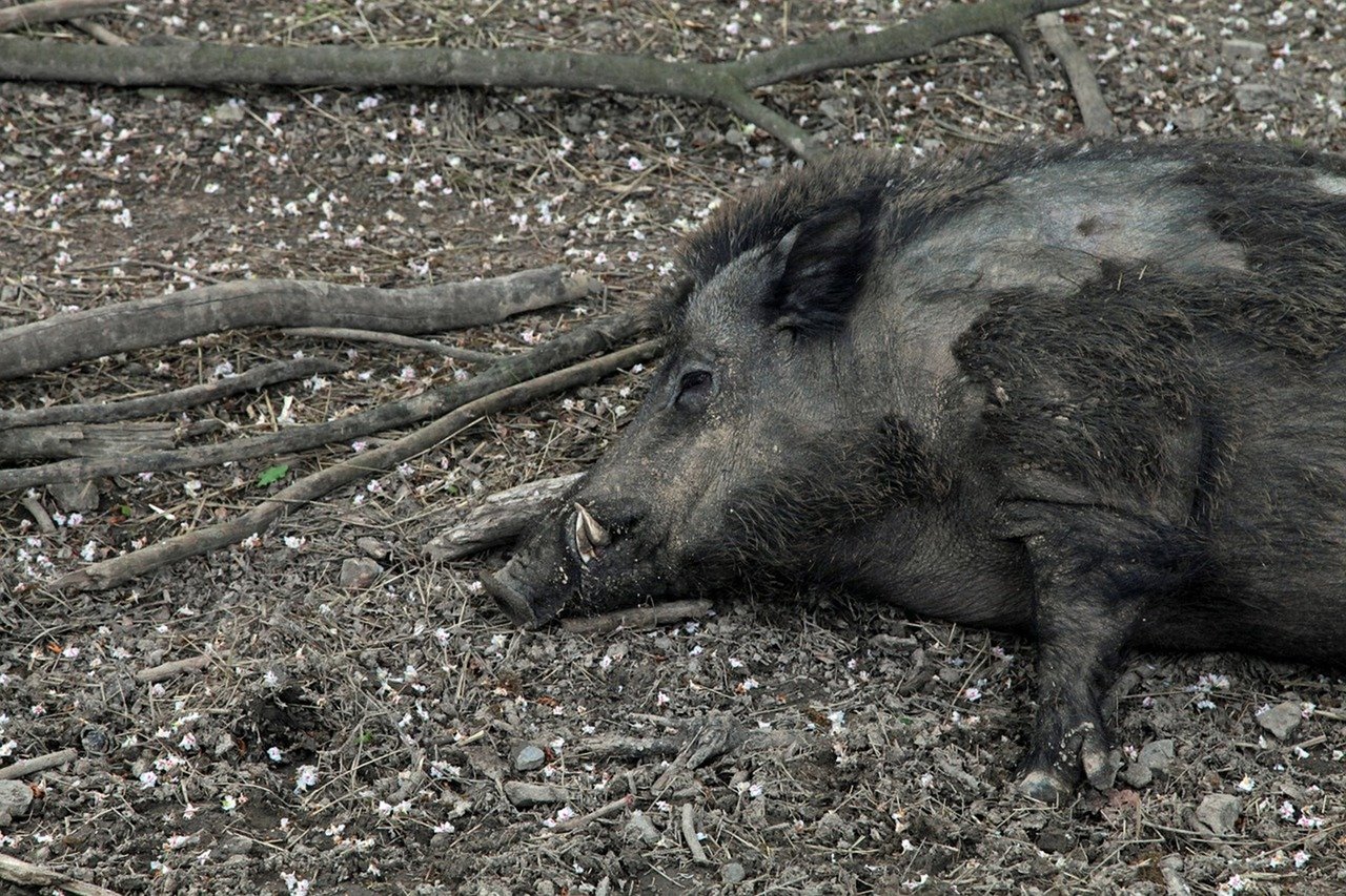 Die ASP wird von Wildschweinen übertragen und endet für Schweine normalerweise tödlich. In Deutschland wird daher intensiv nach Wildschweinkadavern gesucht. (Symbolbild Pixabay)