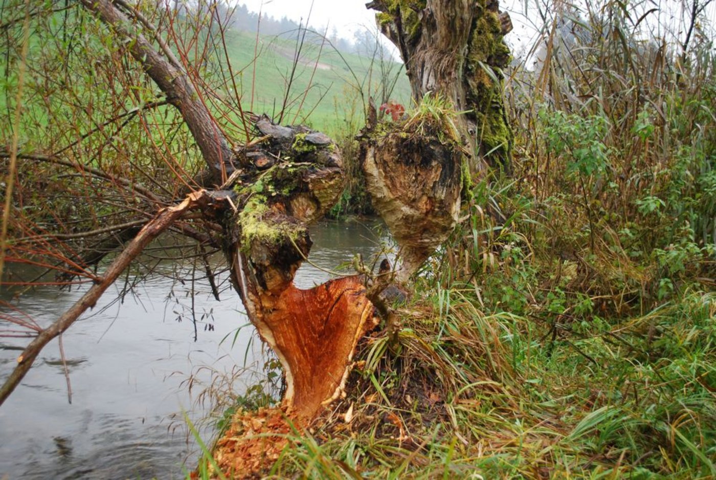 Der Biber gestaltet seinen Lebensraum aktiv. Zum Teil sind es wahre Kunstwerke. Reimann ...