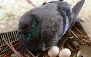 Tauben, wie diese Stadttaube, bauen lose Nester und legen nur zwei Eier. 