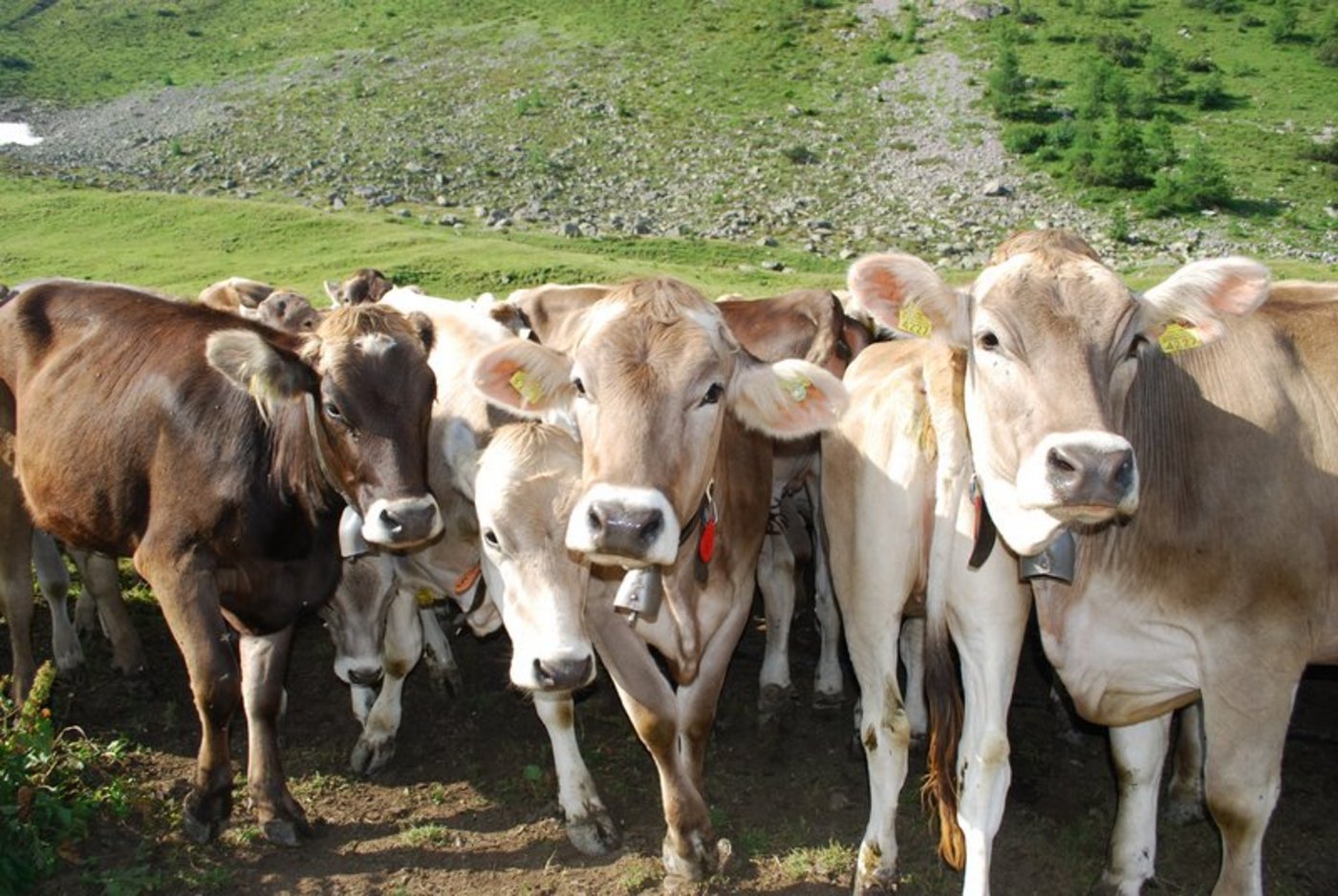 Schon bald beginnt wieder die Alpsaison. Infizierte BVD-Tiere gehören nicht auf die Alp, daher ist jetzt eine hohe Wachsamkeit von grosser Bedeutung. (Symbolbild Aline Küenzi)