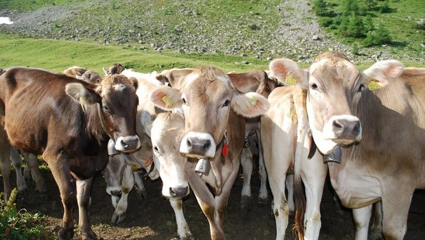 Schon bald beginnt wieder die Alpsaison. Infizierte BVD-Tiere gehören nicht auf die Alp, daher ist jetzt eine hohe Wachsamkeit von grosser Bedeutung. (Symbolbild Aline Küenzi)