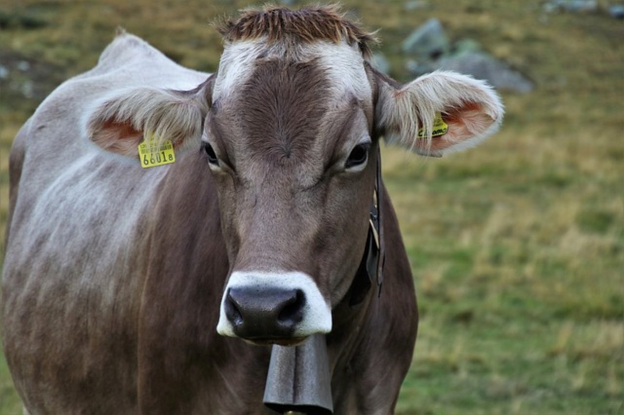 Der Bestand der Schweizer Rinder hat um 9658 Stück abgenommen. (Bild Pixabay)