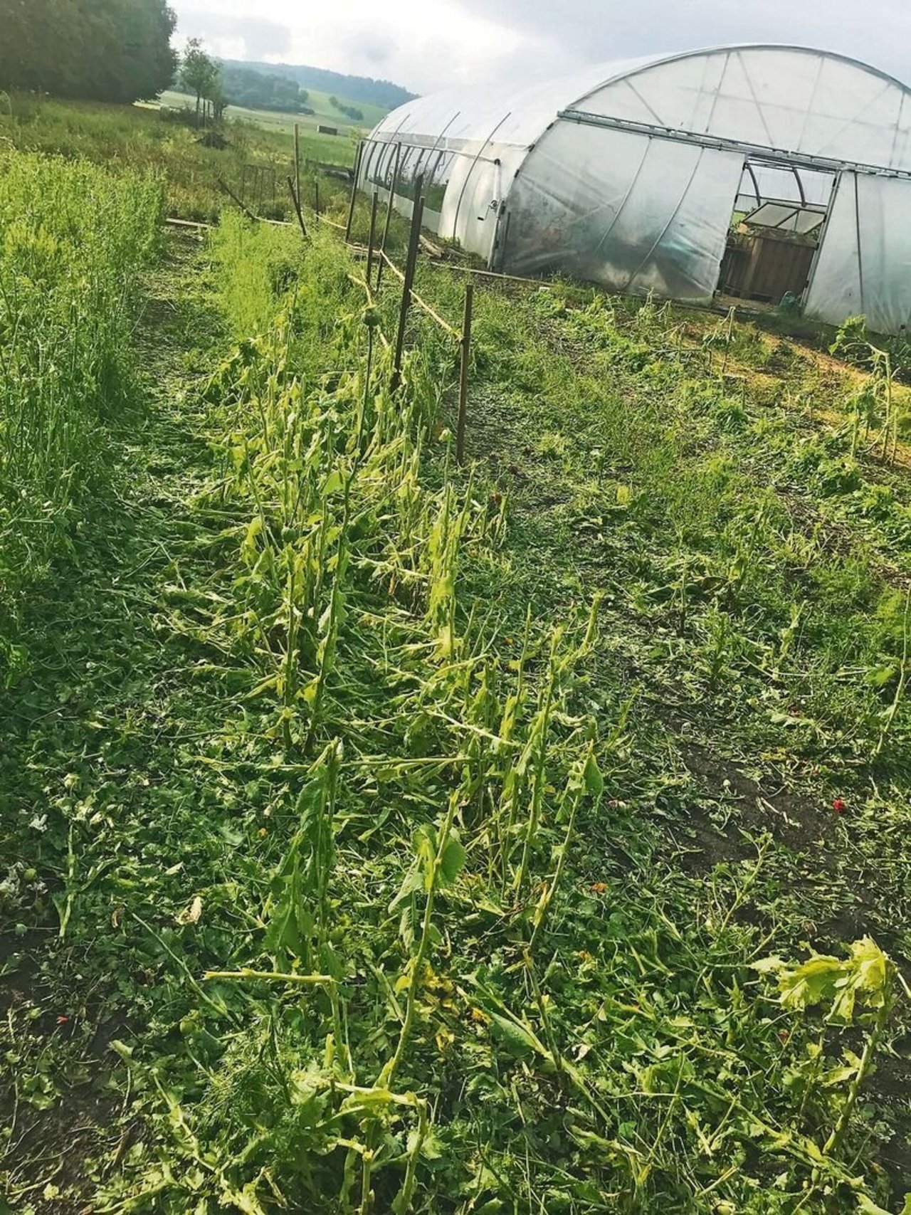 Von Blumen ist nichts mehr zu sehen, nachdem der Hagel vorbei ist. Der neu gestellte Tunnel blieb unbeschädigt.