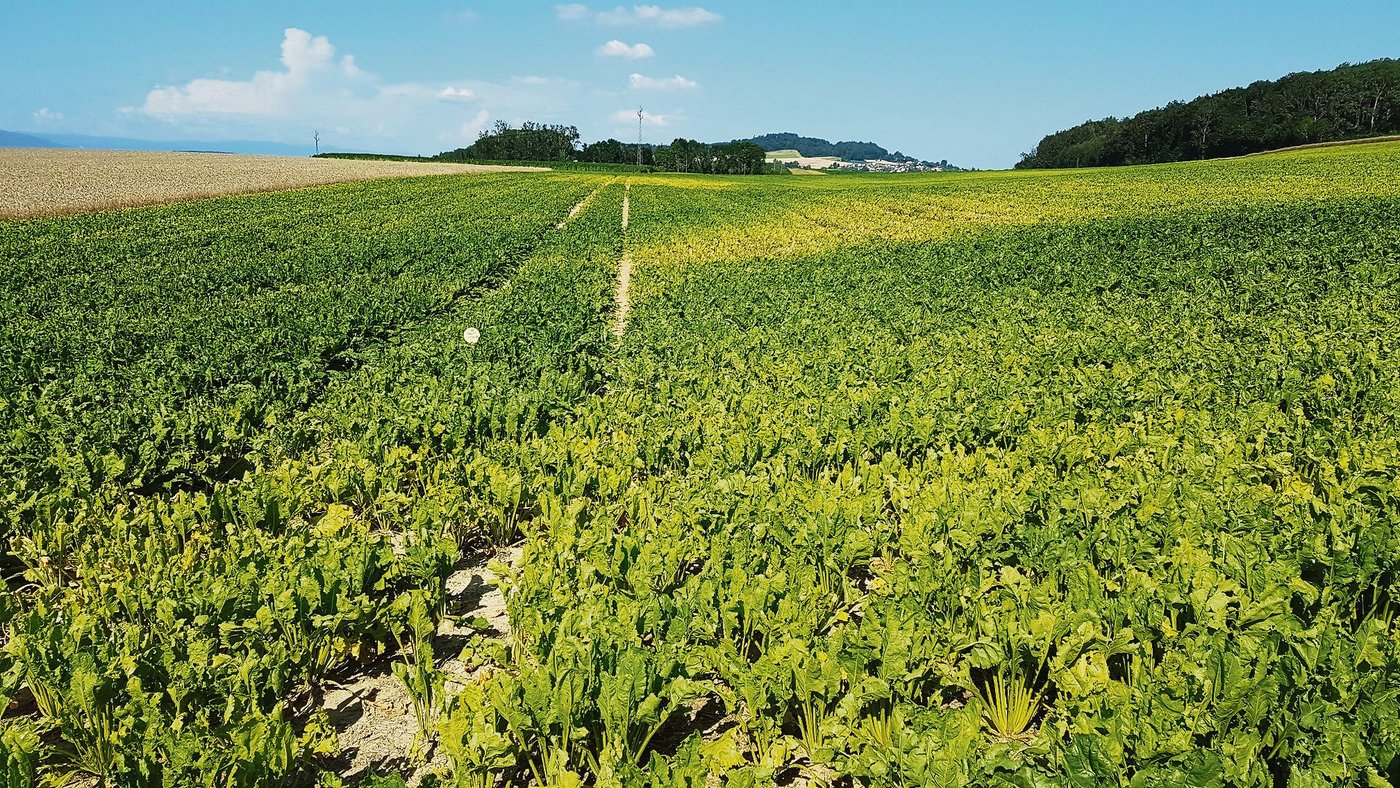 Wo die Zuckerrüben im Wasser standen, zeigen sich die Bestände kümmerlich klein, gelblich verfärbt und mit Unkraut übersät. Ertragsverluste sind absehbar. (Bild Samuel Jenni, SFZ)